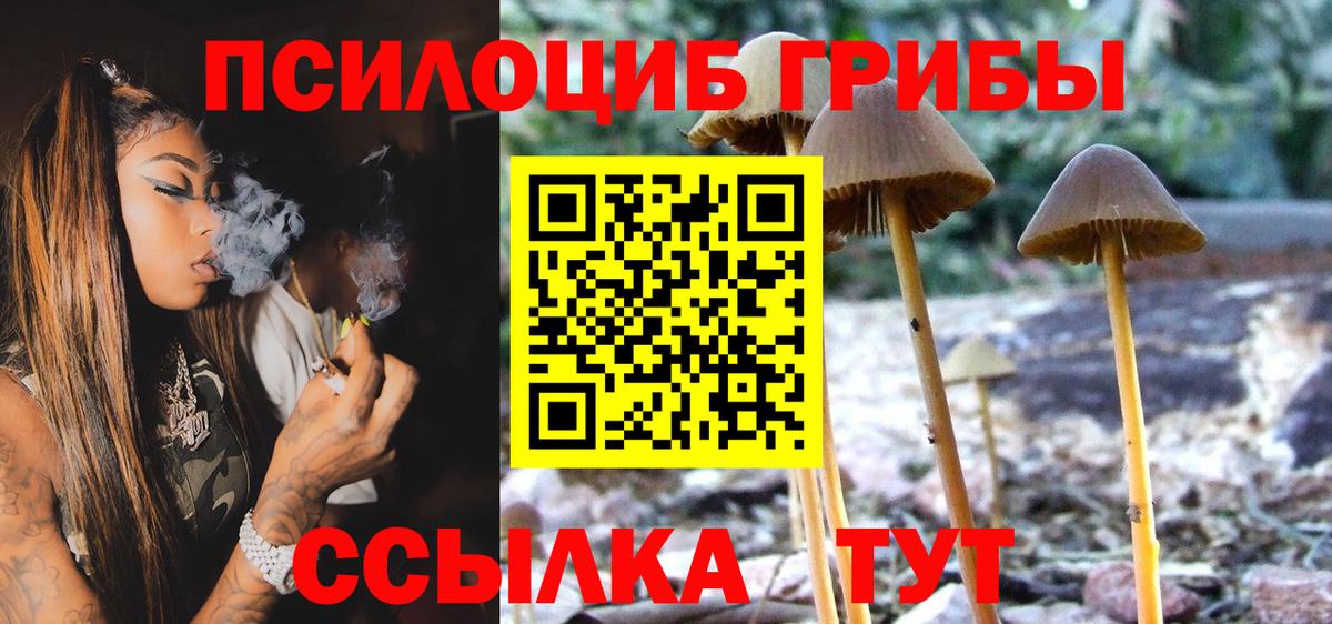 Псилоцибиновые грибы Cubensis  Вход с VPN  Глазов 