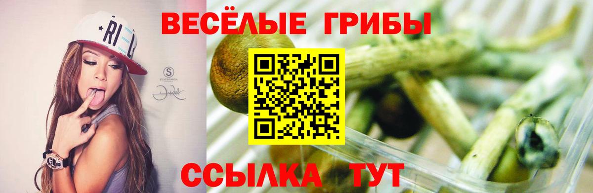 Галлюциногенные грибы Psilocybe Глазов